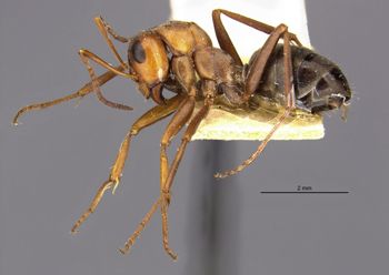 Media type: image;   Entomology 34595 Aspect: hala